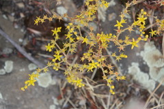 Dudleya multicaulis