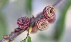 Kokkocynips difficilis