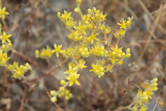 Dudleya multicaulis