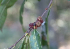 Kokkocynips difficilis