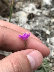 Boerhavia linearifolia