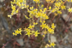 Dudleya multicaulis