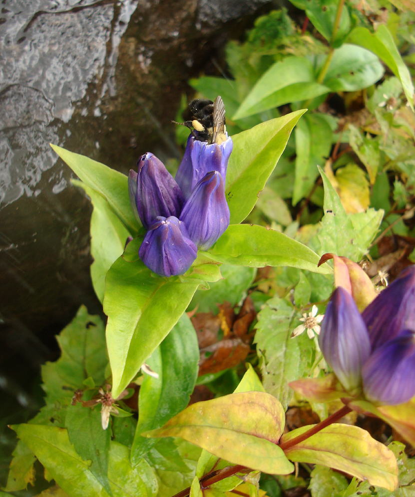 Gentiana clausa