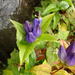 Bottle Gentian - Photo (c) zen Sutherland, some rights reserved (CC BY-NC-SA)