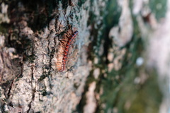 Helicorthomorpha