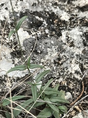 Boerhavia linearifolia