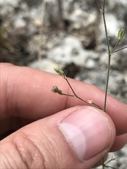 Boerhavia linearifolia