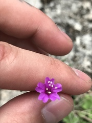 Boerhavia linearifolia