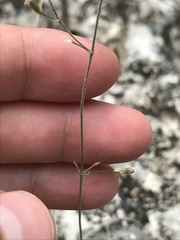 Boerhavia linearifolia