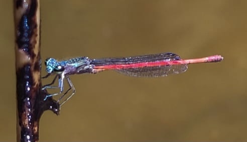 Oxyagrion sulmatogrossense