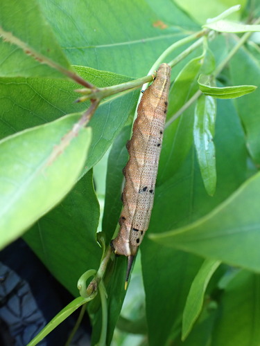 Maile Pilau Hornworm
