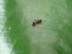 Dolichoderus sibiricus