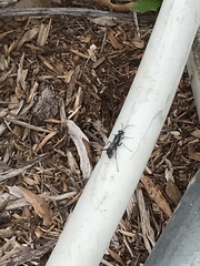 Chalybion zimmermanni