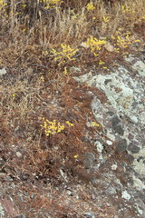 Dudleya multicaulis