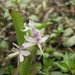 Heteranthera multiflora - Photo (c) PA Natural Heritage Program PNHP, algunos derechos reservados (CC BY-NC-SA)