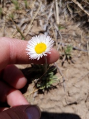 Erigeron tracyi