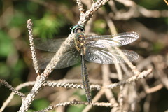 Somatochlora alpestris