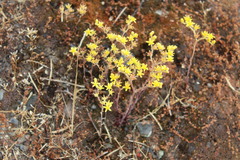 Dudleya multicaulis