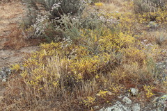 Dudleya multicaulis