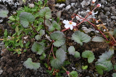 Endocellion glaciale