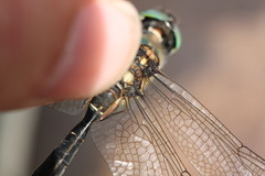 Somatochlora alpestris