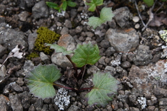 Endocellion glaciale