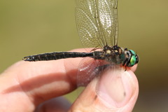 Somatochlora alpestris