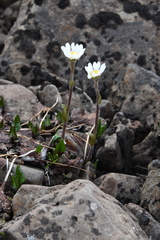Endocellion sibiricum