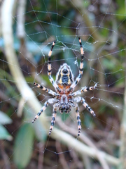 Alpaida alticeps