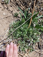 Cryptantha crassisepala