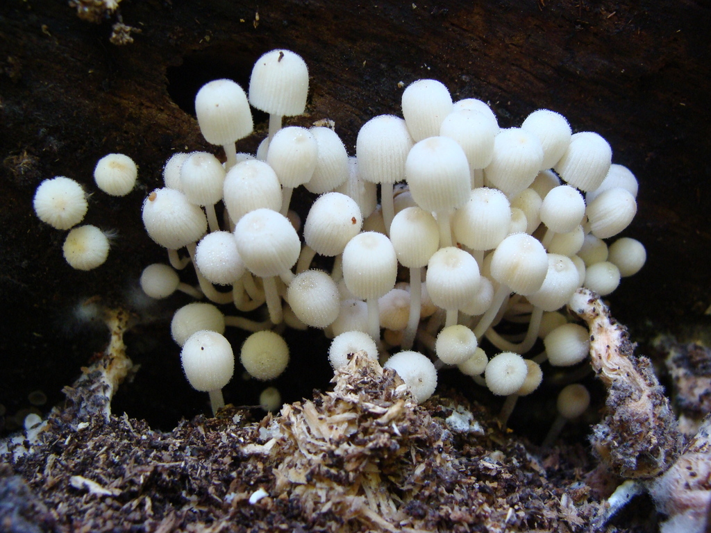 Coprinellus disseminatus · September 2013 · photo: © pedrosilva1 (iNaturalist, cc0)