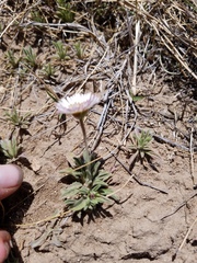 Erigeron tracyi