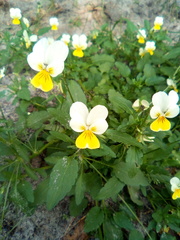Viola × contempta