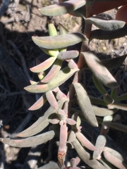 Crassula mollis