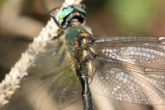 Somatochlora alpestris