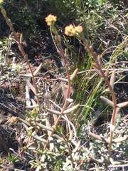 Crassula mollis