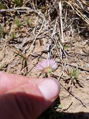 Erigeron tracyi