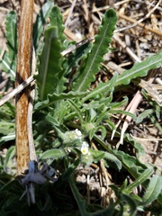 Cryptantha crassisepala