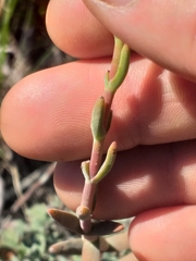 Crassula mollis