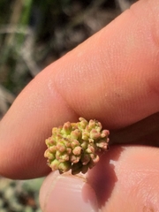 Crassula mollis