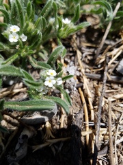 Cryptantha crassisepala