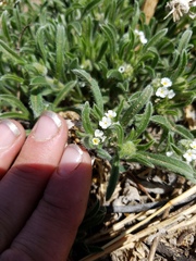 Cryptantha crassisepala