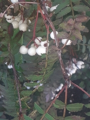 Sorbus koehneana