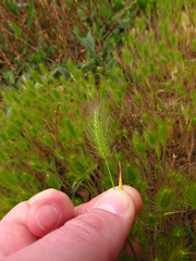 Hordeum geniculatum