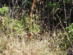 Aegilops triuncialis