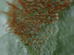 Cronartium flaccidum