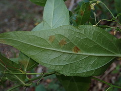 Cronartium flaccidum