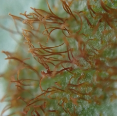 Cronartium flaccidum