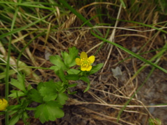 Ranunculus marginatus
