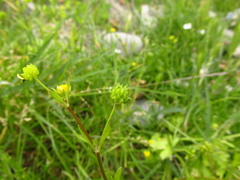 Ranunculus marginatus